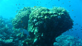Rafy koralowe Morza Czerwonego – Egipt