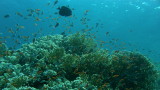 Rafy koralowe Morza Czerwonego – Egipt